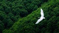 A white bird flying over a lush green forest Royalty Free Stock Photo
