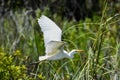 Cattle Egret aka Bubulcus ibis flying in the swamp Royalty Free Stock Photo