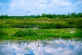 white bird flying in swamp Royalty Free Stock Photo