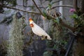 The white bird in the garden has a vintage green tree, pastel tone background.