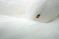 White Bird - Goose Royalty Free Stock Photo