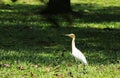 White bird on green grass Royalty Free Stock Photo