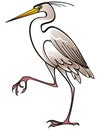 White bird Heron