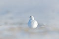 White bird hidden in white habitat. Art view of nature. Rock Ptarmigan, Lagopus mutus, white bird sitting on the snow, Norway. Col