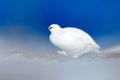 White bird hidden in white habitat, dark blue sea. Art view of nature. Rock Ptarmigan, Lagopus mutus, white bird sitting on the sn