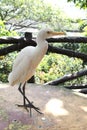 White bird in KL bird park