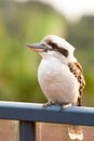 White bird kookaburra sitting on bar