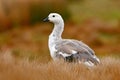 White bird with long neck. White goose in the grass. White bird in the green grass. Goose in the grass. Wild white Upland goose, C