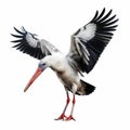 Photorealistic Rendering Of Stork Hunting On White Background