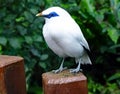 White bird named Bali Starling Leucopsar rothschildi Royalty Free Stock Photo