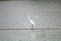A white bird named egret