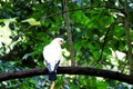 White bird