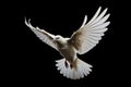 White bird with open wings flying on black background Royalty Free Stock Photo