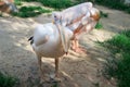 White bird pelican cleans feathers with big yellow peak neb