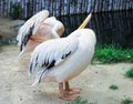 White bird pelican cleans wings with big yellow peak neb