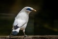 White bird perching. Bali myna. Leucopsar rothschildi. Rothschild`s mynah. Bali starling. Bali mynah. Jalak Bali Royalty Free Stock Photo