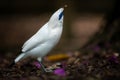 White bird perching. Bali myna. Leucopsar rothschildi. Rothschild`s mynah. Bali starling. Bali mynah. Jalak Bali Royalty Free Stock Photo