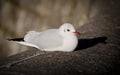 White Bird with a red beak and black tail sitting on a rock on a sunny day Royalty Free Stock Photo