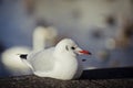 White Bird with a red beak and black tail sitting on a rock on a sunny day Royalty Free Stock Photo