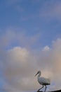 White bird on the rooftop with a beautiful blue skied view