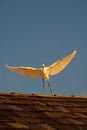 White bird on the rooftop with a beautiful blue skied view