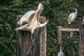 White bird on a rope bridge,Thailand Royalty Free Stock Photo