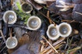 White Bird`s Nest Fungus Crucibulum laeve Royalty Free Stock Photo