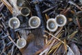 White Bird`s Nest Fungus Crucibulum laeve Royalty Free Stock Photo