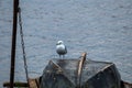 White bird Seagull on an old upturned wooden boat on the dock by the river Royalty Free Stock Photo