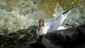 White bird Seagull on the river Bank fishing, Russia Royalty Free Stock Photo