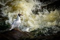 White bird Seagull on the river Bank fishing, Russia Royalty Free Stock Photo