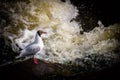 White bird Seagull on the river Bank fishing, Russia Royalty Free Stock Photo