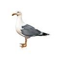 White bird seagull standing Royalty Free Stock Photo