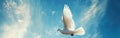 White Bird Flying Amidst Blue Cloudy Sky Royalty Free Stock Photo