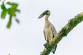 A white bird standing on the Branch of tree wait hunting insect in the farm of the local area in Thailand