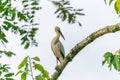 A white bird standing on the Branch of tree wait hunting insect in the farm of the local area in Thailand