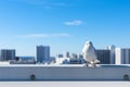 a white bird is standing on the edge of a building Royalty Free Stock Photo