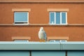 a white bird standing on a ledge in front of a building Royalty Free Stock Photo