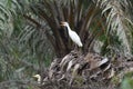 White bird standing on the fallen oil palm tree.