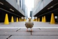 a white bird standing on a sidewalk in front of yellow cones