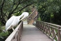 white bird standing on wooden bridge lake poblic park