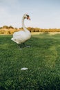 white bird swan looks fallen feather grass Royalty Free Stock Photo