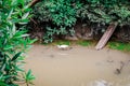 White bird walk in mangrove forest ecological lake.In the early morning a tall white shore bird with a black beak and black stilt Royalty Free Stock Photo