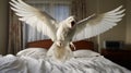 Exaggerated Poses Candid Bird Flying Over White Bedding Royalty Free Stock Photo