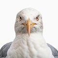 Dynamic Grey Seagull Close-up With Exaggerated Facial Expressions