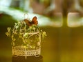 White birdcage with flower and butterfly