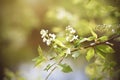 White birdcherry blossoms bloom on a spring day Royalty Free Stock Photo