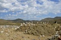 White birds congregate in a landfill