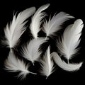 white birds feather background isolated on black generated by AI tool Royalty Free Stock Photo