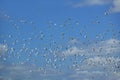 White birds flying in blue sky of Nairobi National Park, Nairobi, Kenya, Africa